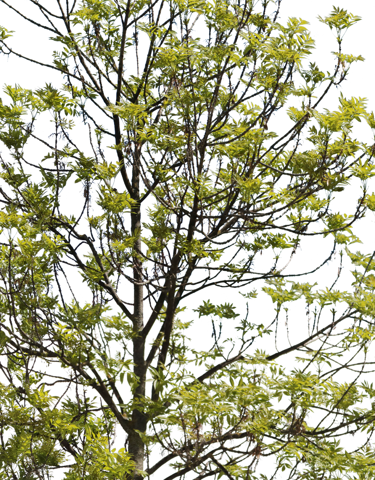 Fraxinus excelsior m01 - cutout trees