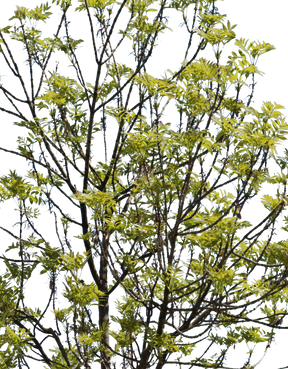 Fraxinus excelsior m01 - cutout trees