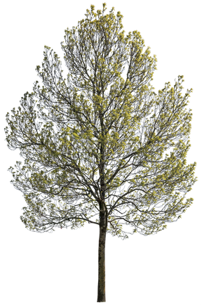 Fraxinus excelsior m05 - cutout trees