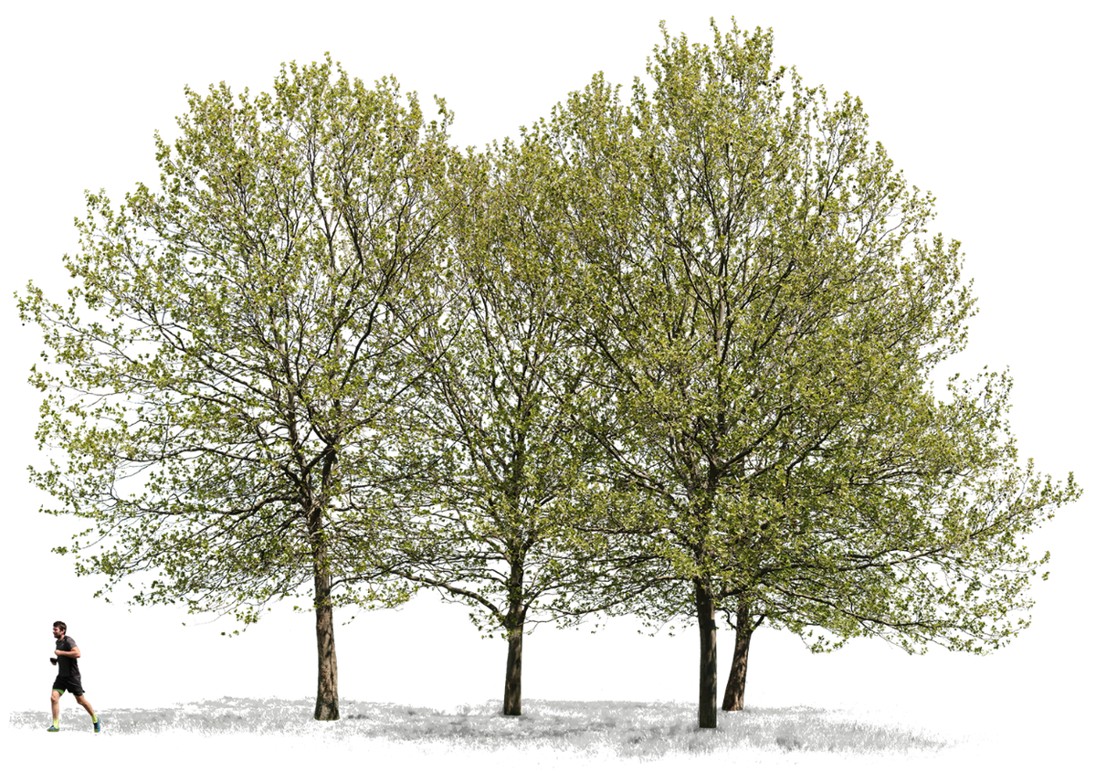 Group Platanus acerifolia m01