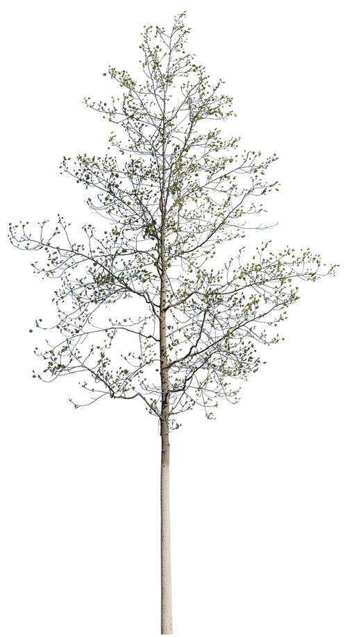 Liriodendron tulipifera S01 – Cutout|trees