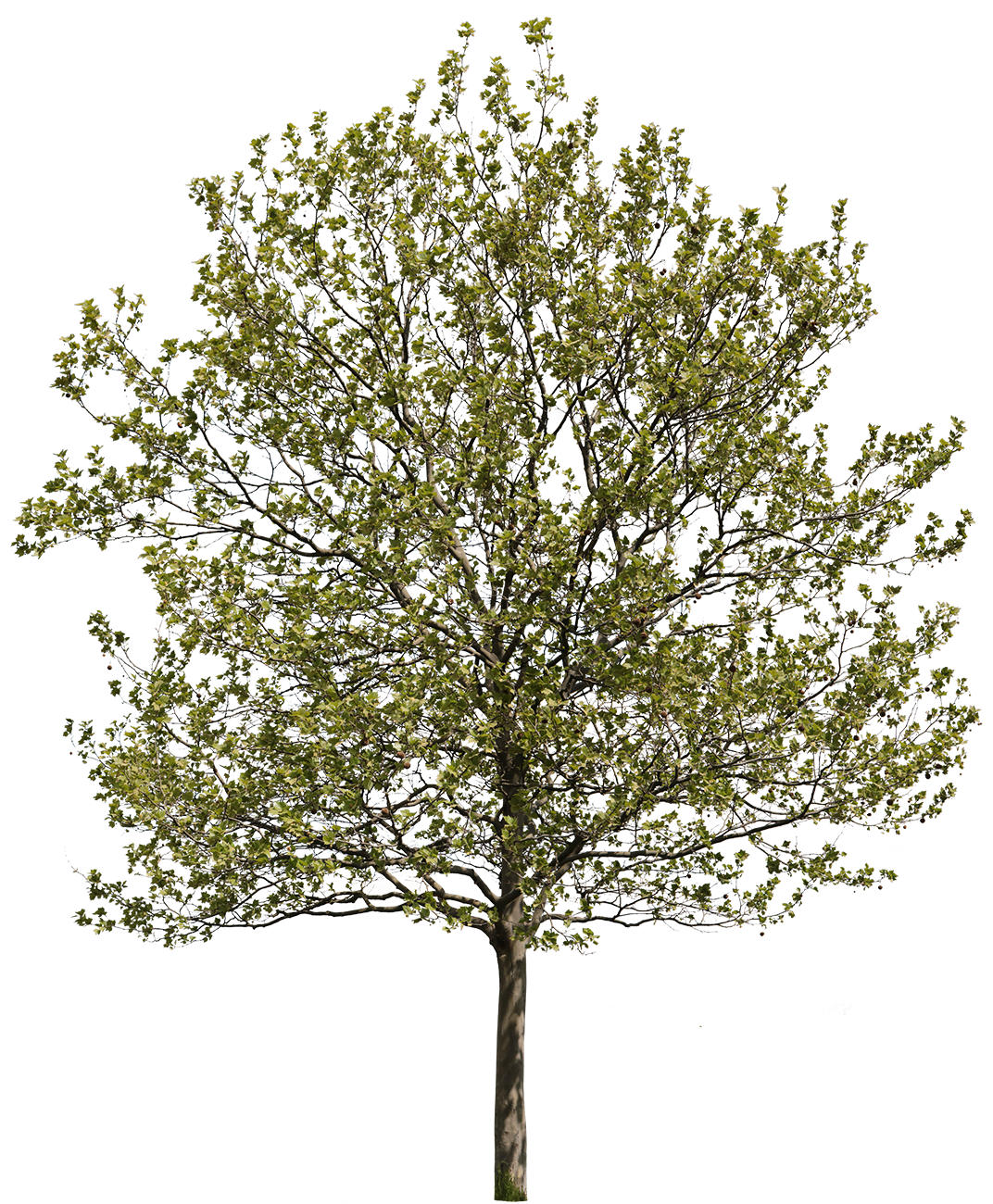 Platanus acerifolia S03