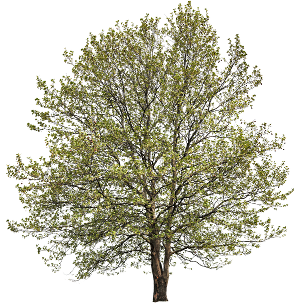 Platanus acerifolia l04 – Cutout|trees