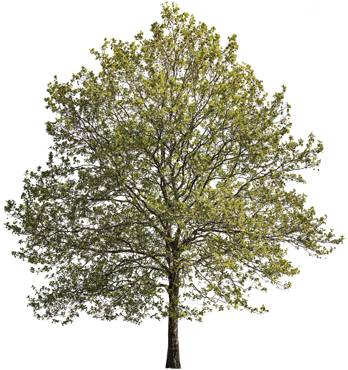 Platanus acerifolia l05