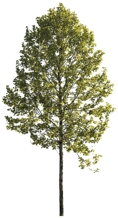 Platanus acerifolia m10 – Cutout|trees