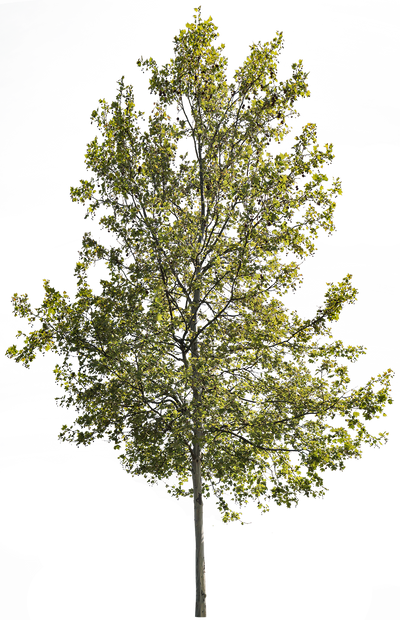 Platanus acerifolia m11 – Cutout|trees