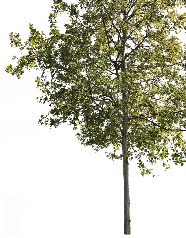 Platanus acerifolia m11 – Cutout|trees