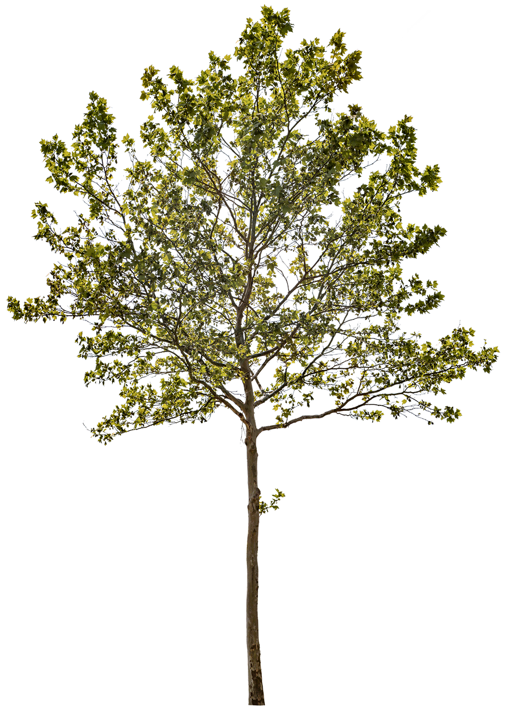 Platanus acerifolia m12 – Cutout|trees