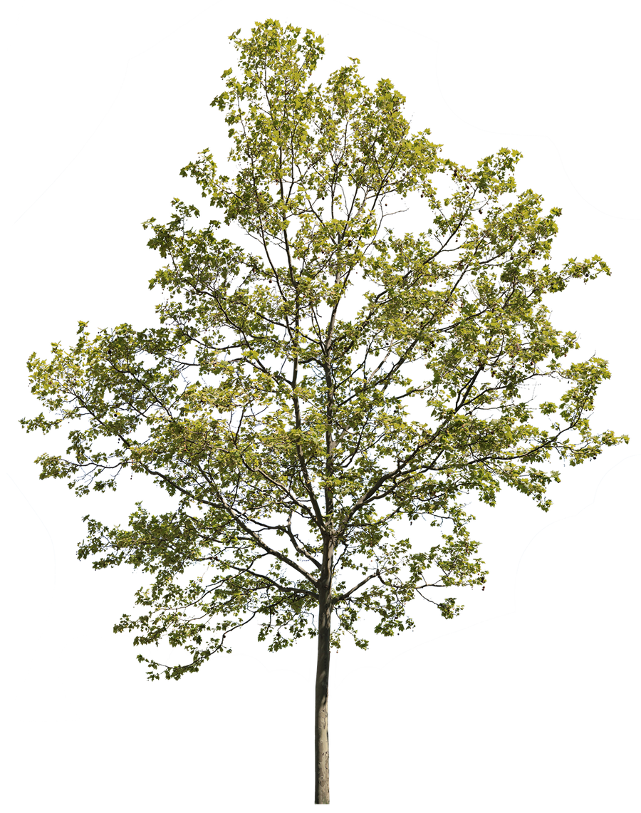 Platanus acerifolia m03 – Cutout|trees