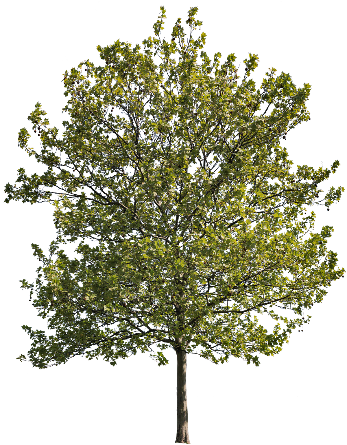 Platanus acerifolia m09 - cutout trees