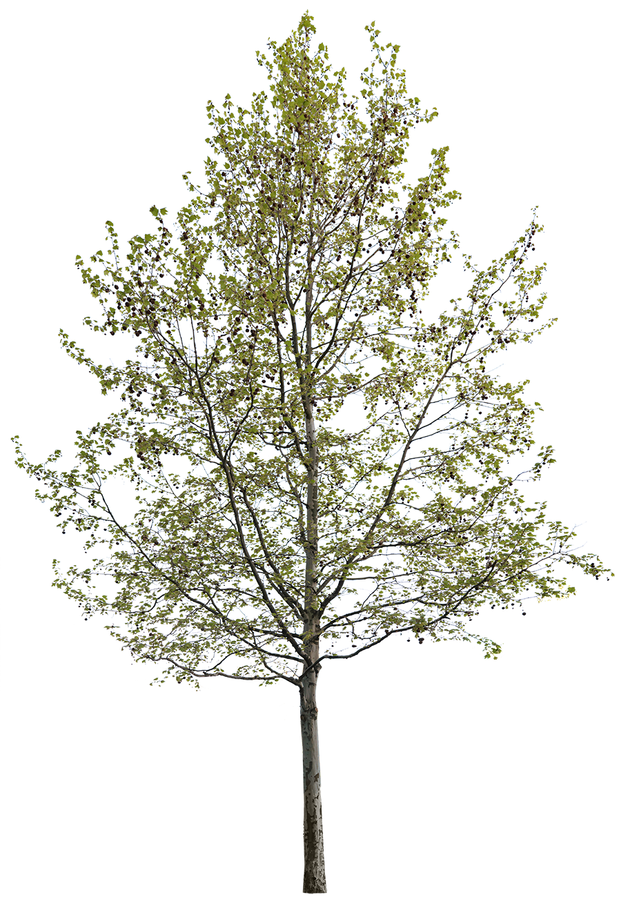 Platanus acerifolia S02 – Cutout|trees