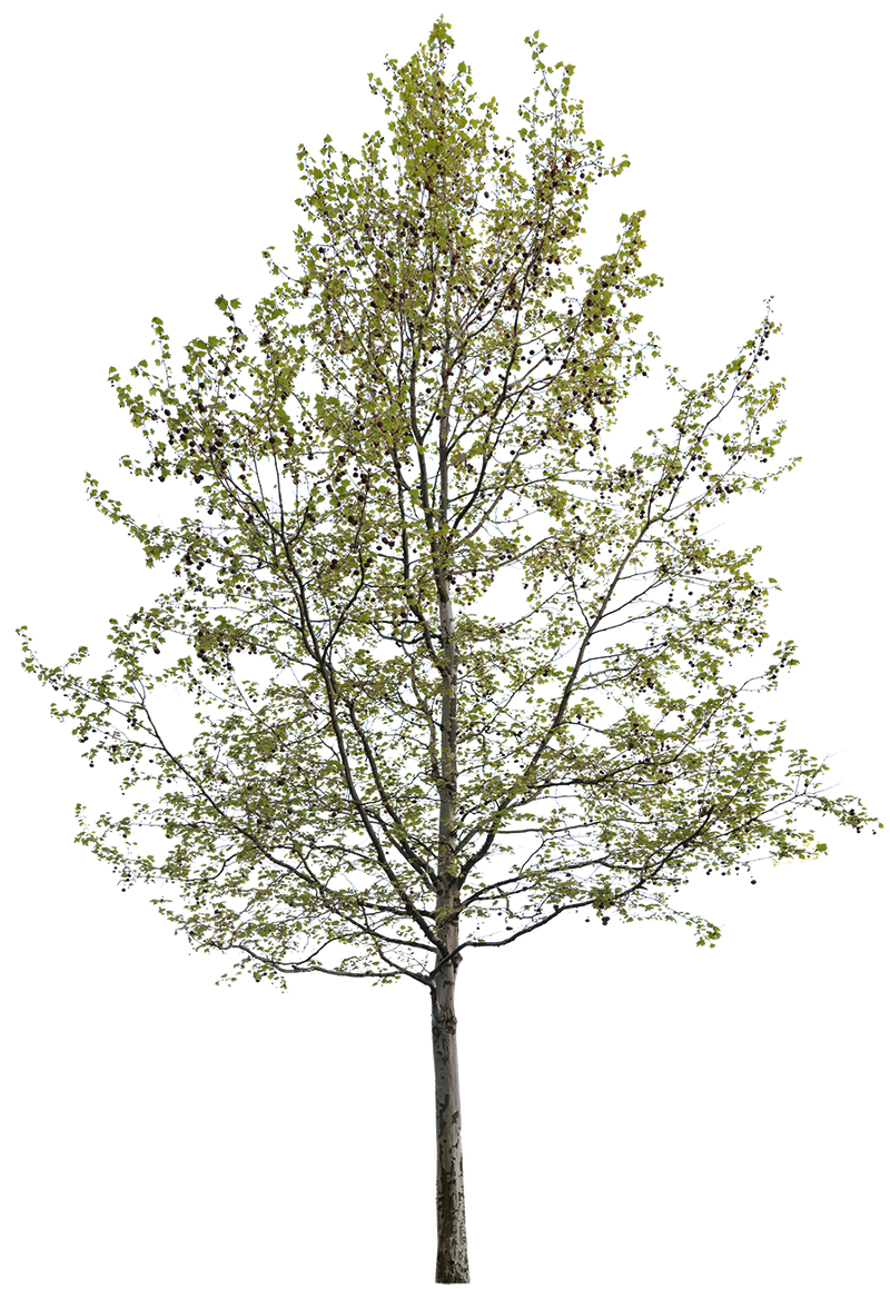 Platanus acerifolia S02 – Cutout|trees