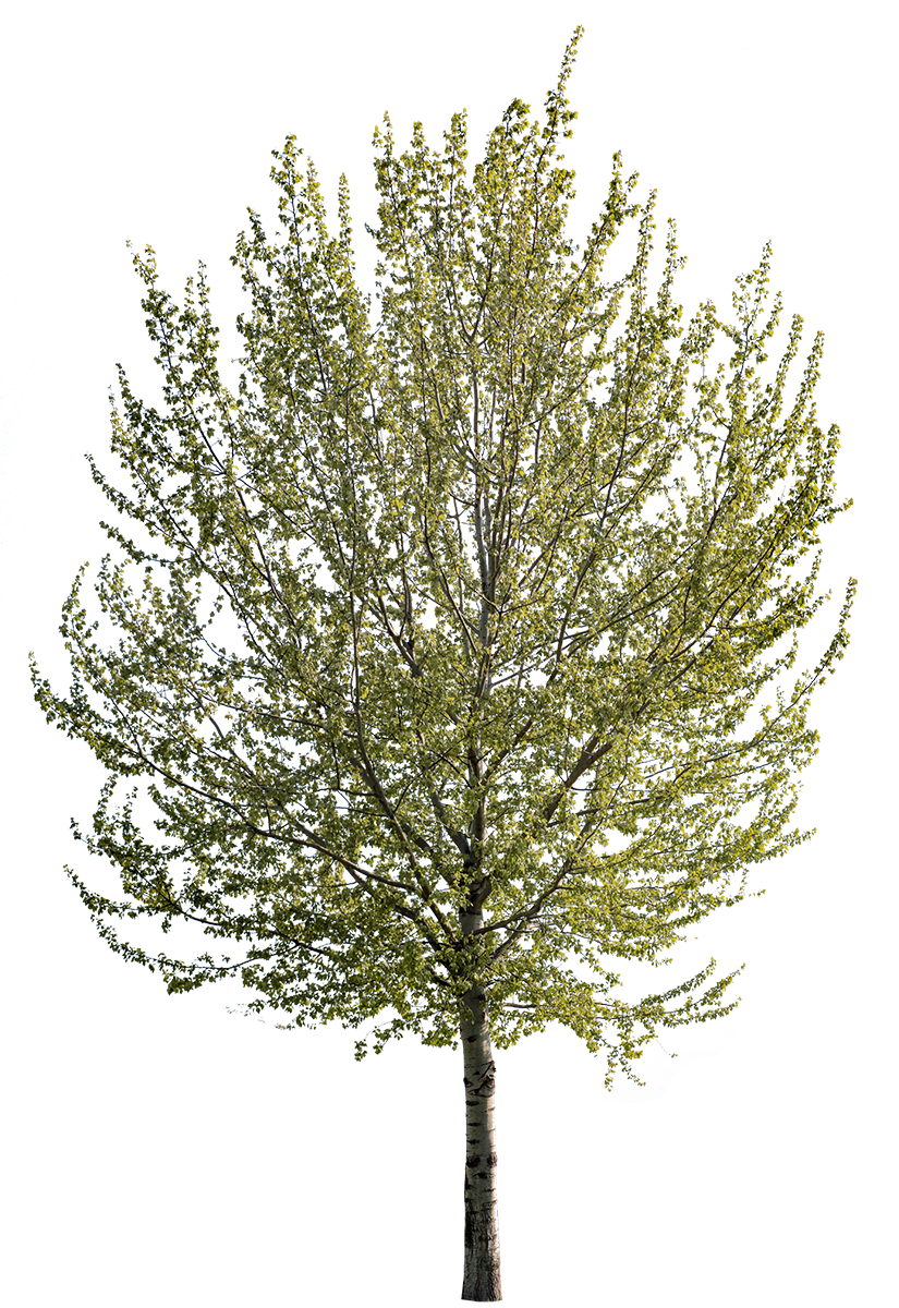 Populus alba m01 - cutout trees