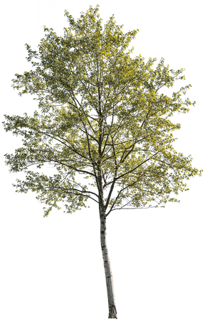 Populus alba m02 - cutout trees