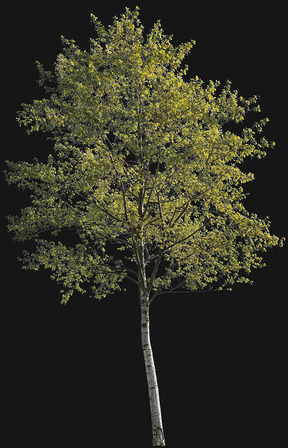 Populus alba m02 - cutout trees