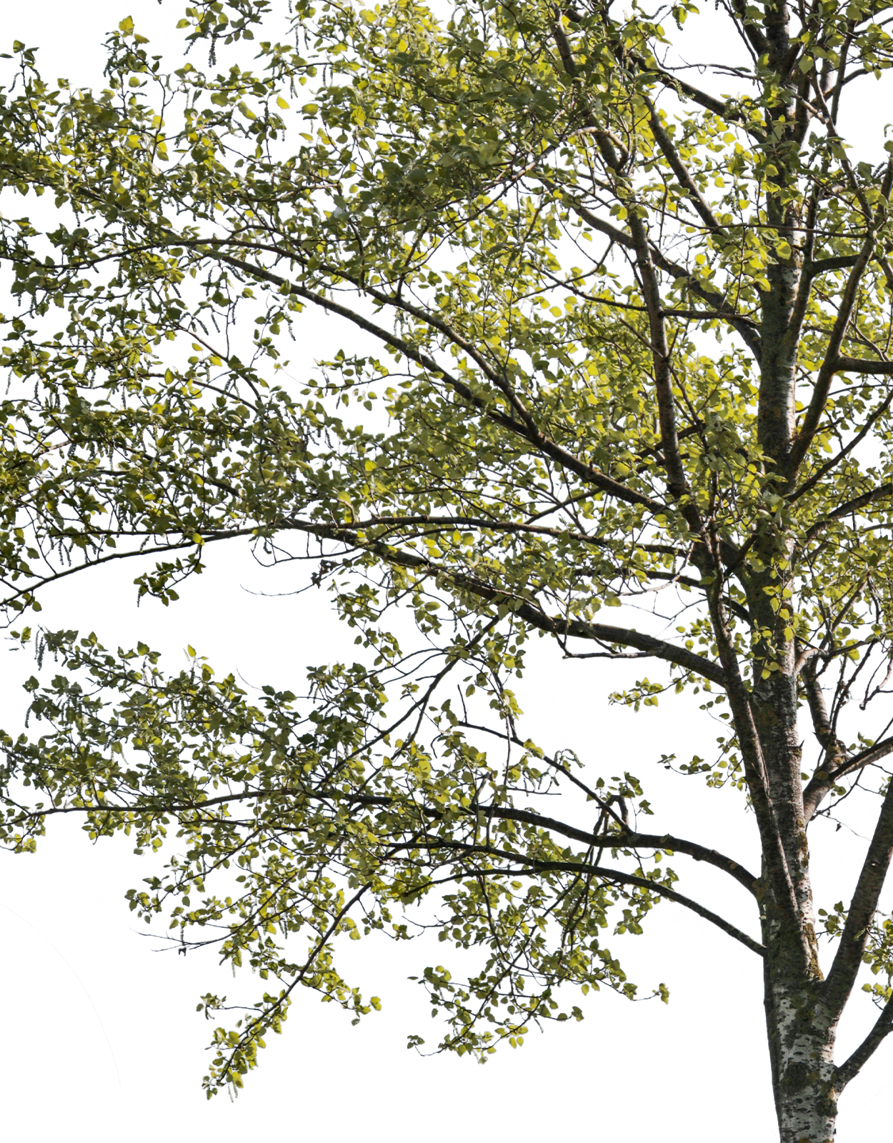 Populus alba m02 - cutout trees