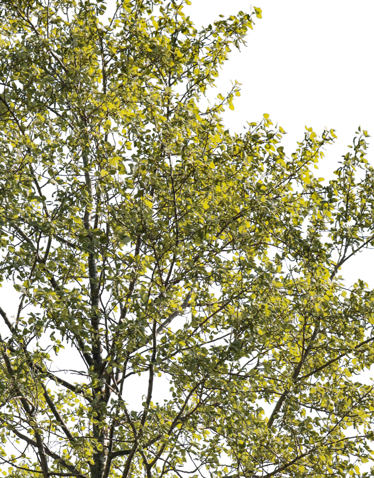 Populus alba m02 - cutout trees