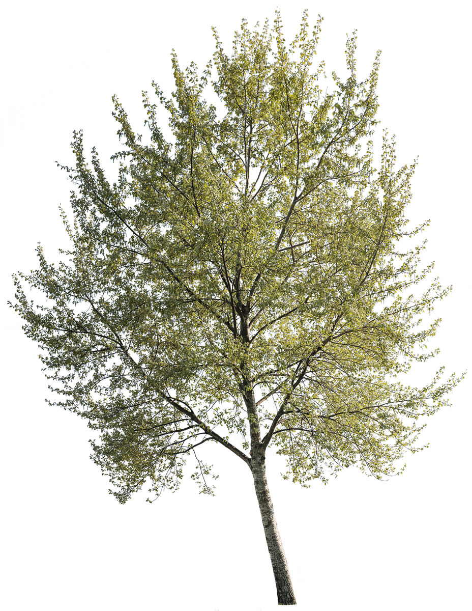 Populus alba m04 - cutout trees