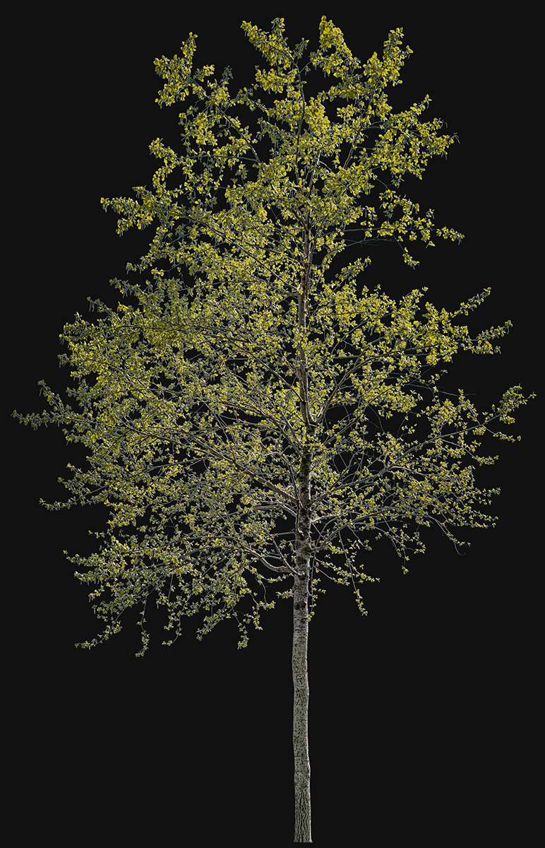 Populus alba S01