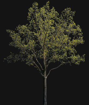 Quercus petraea l01