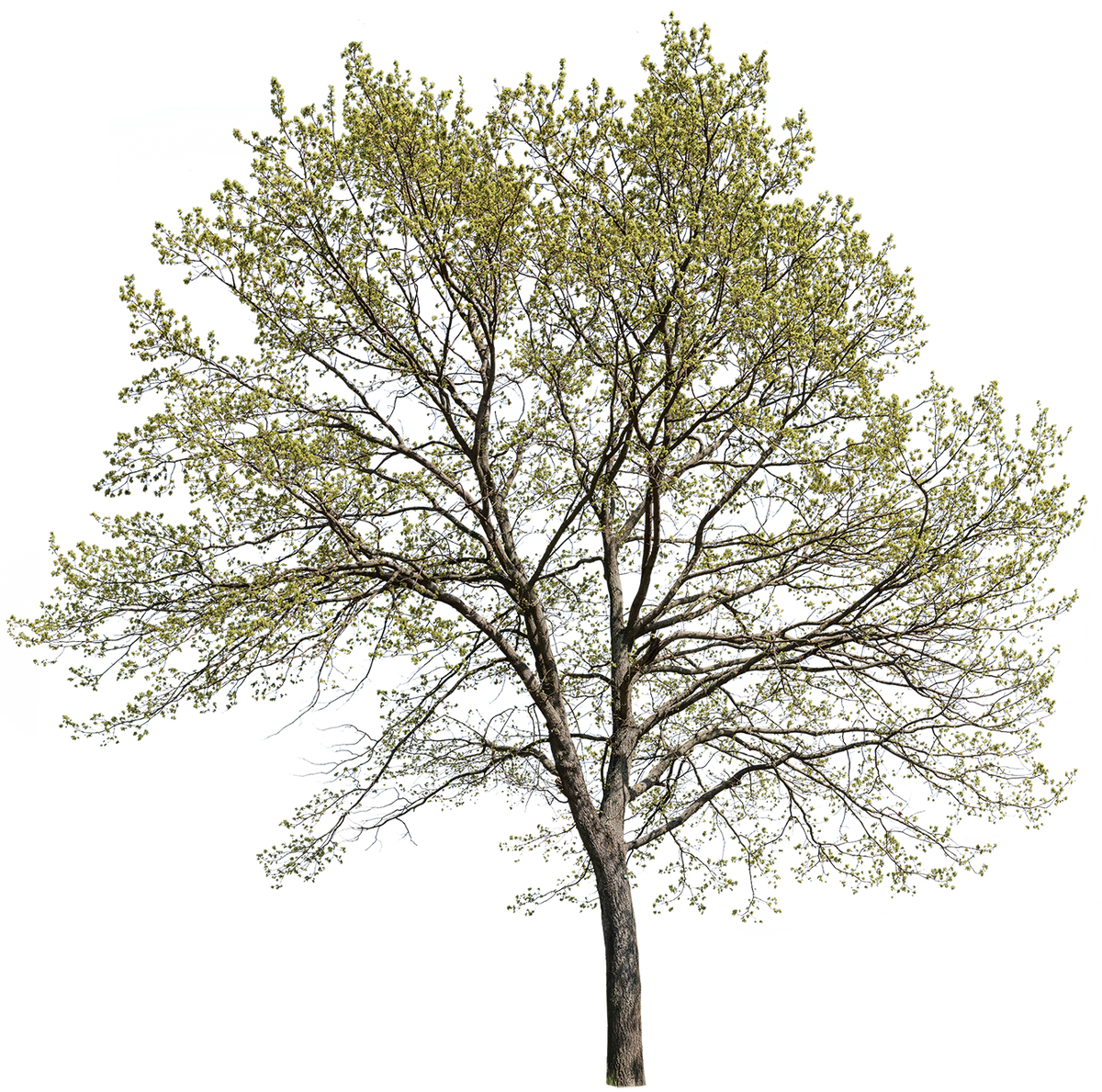 Quercus robur l04