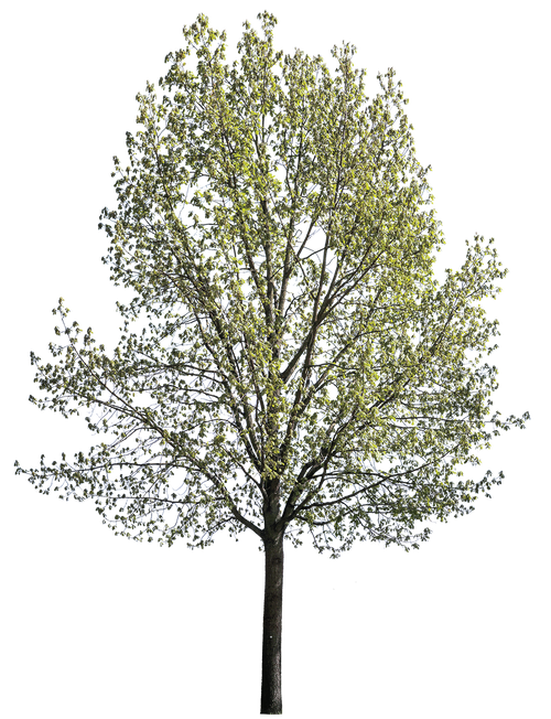 Quercus robur l11 – Cutout|trees