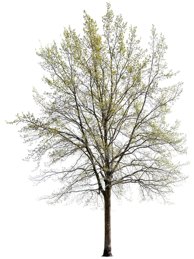 Quercus robur l14 – Cutout|trees