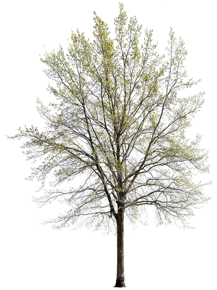 Quercus robur l14 – Cutout|trees