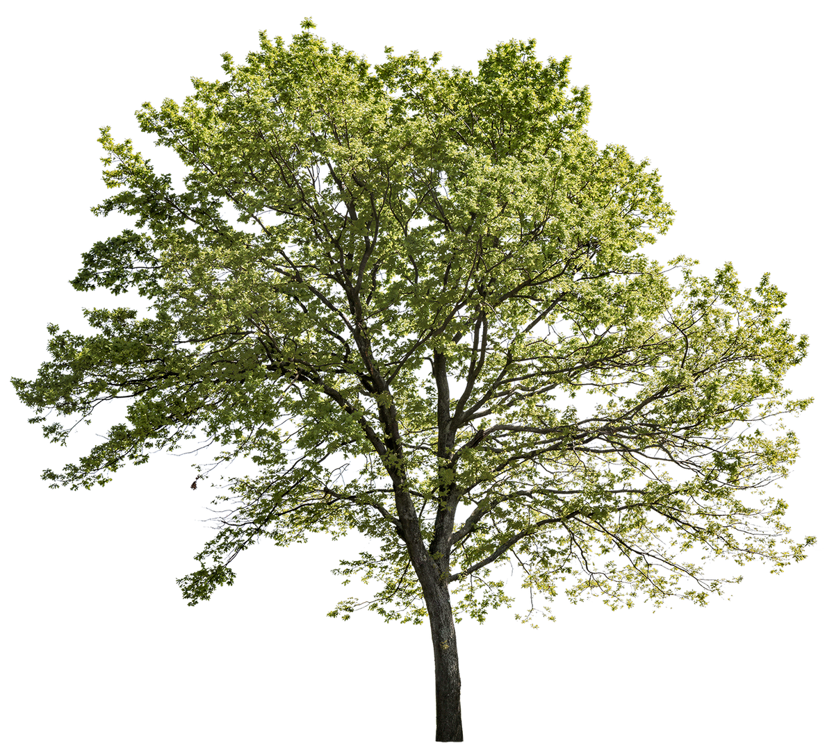 Quercus robur l15