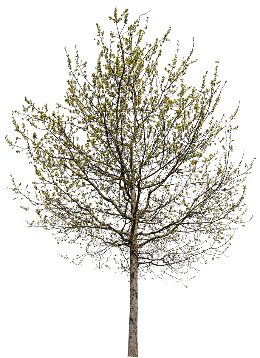 Quercus robur m02 - cutout trees