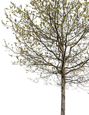 Quercus robur m02 - cutout trees