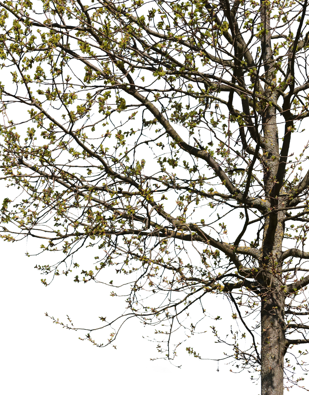 Quercus robur m02 - cutout trees