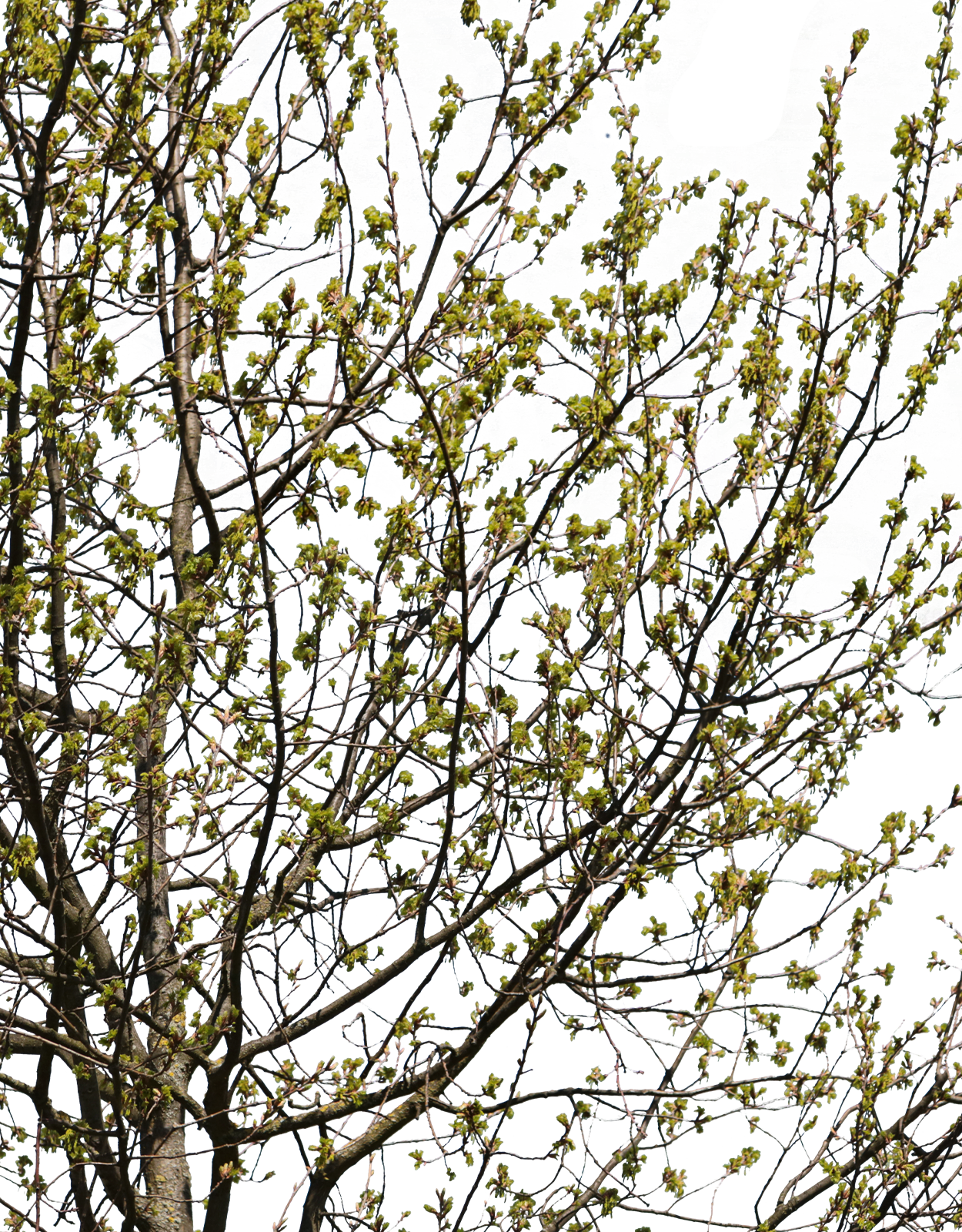 Quercus robur m02 - cutout trees