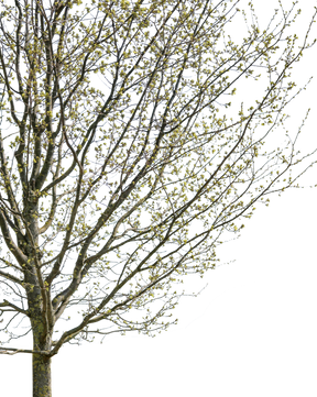 Quercus robur S01