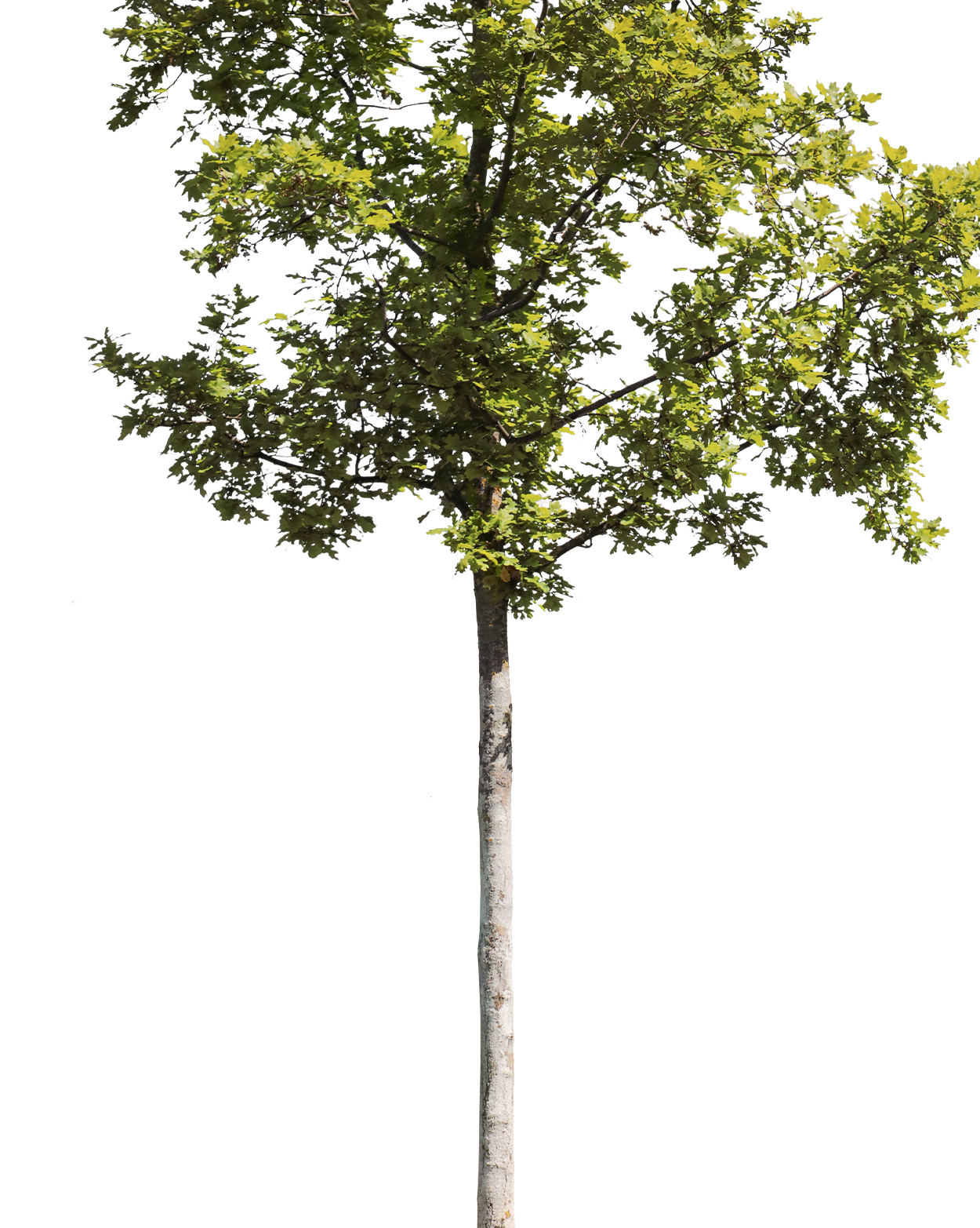 Quercus robur S04