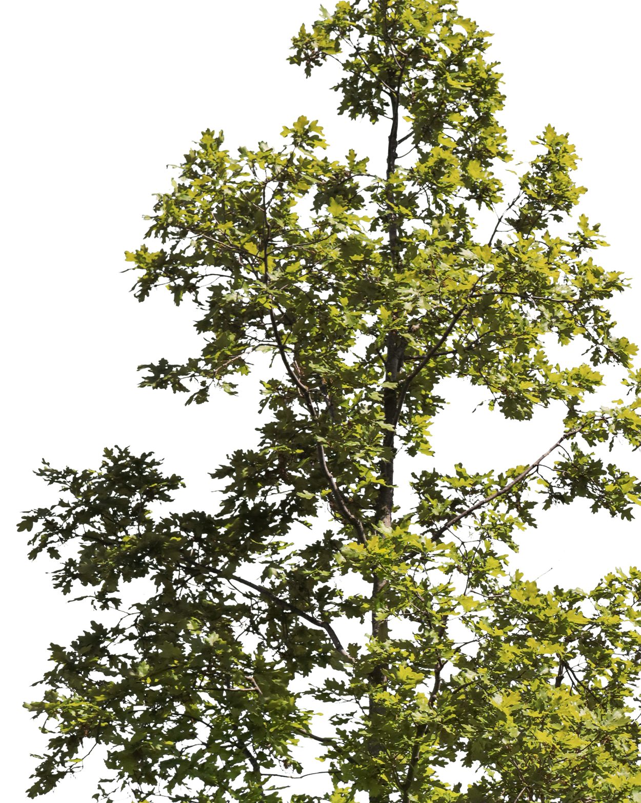 Quercus robur S04