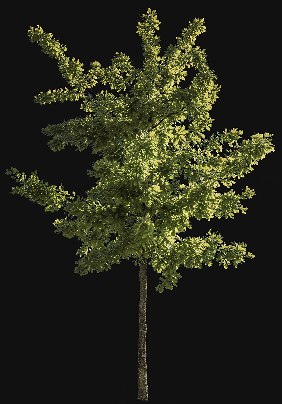 Quercus robur S05