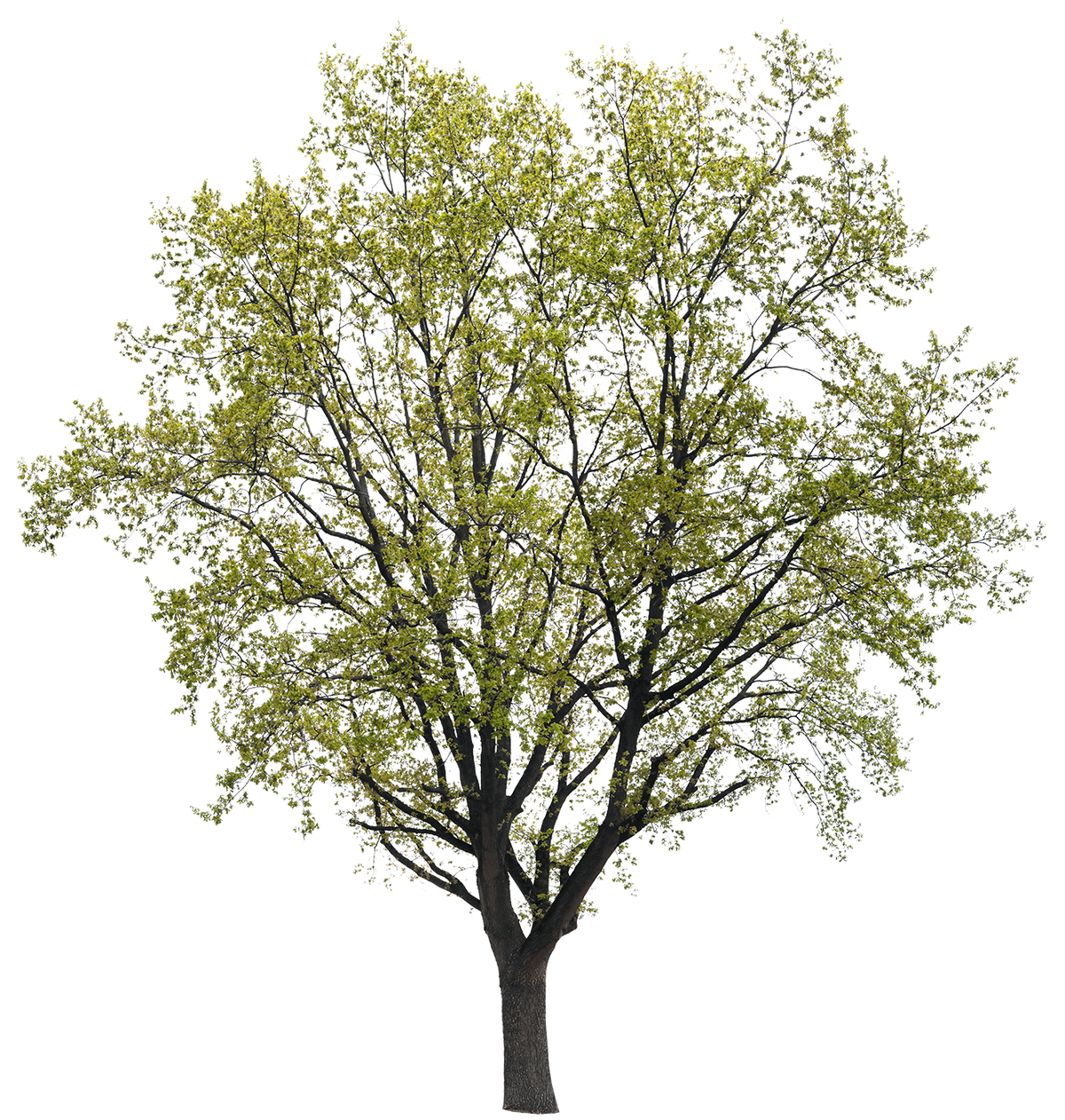 Quercus rubra l02