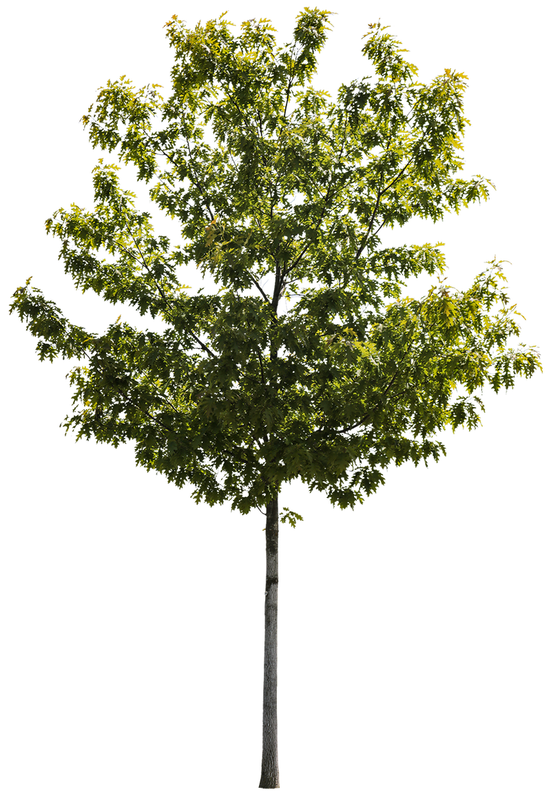 Quercus rubra S01 – Cutout|trees