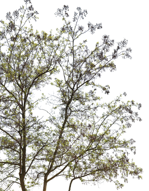 Robinia pseudoacacia m01 – Cutout|trees