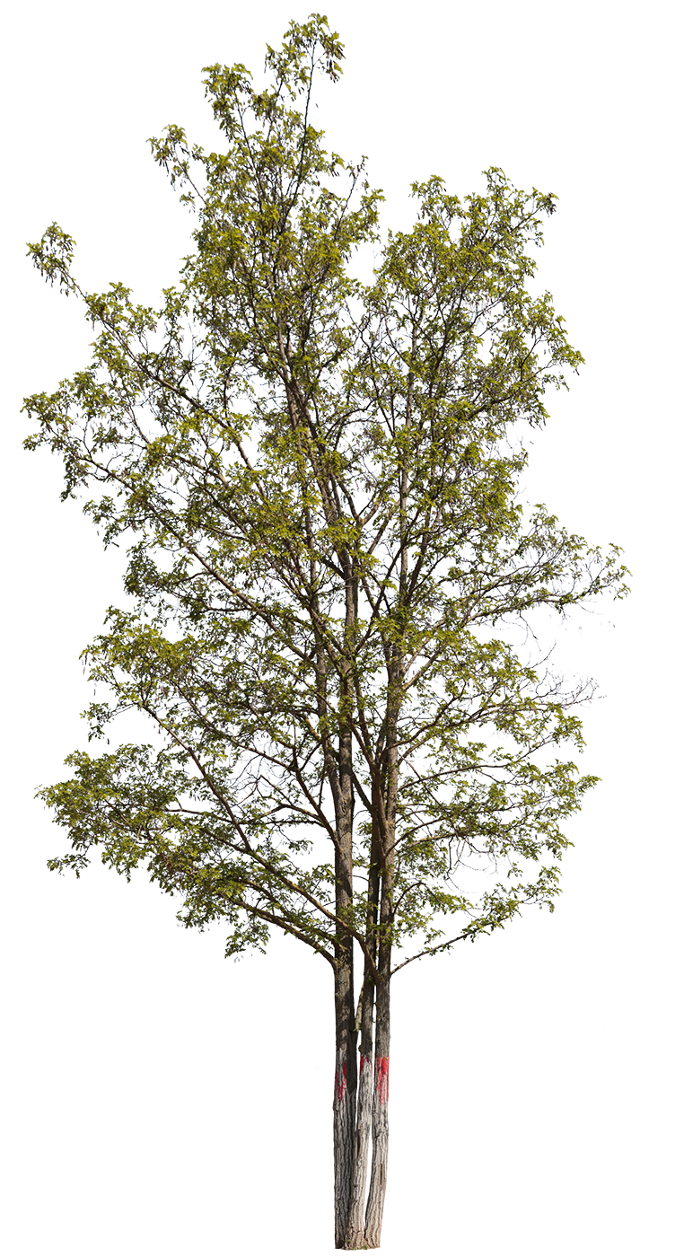 Robinia pseudoacacia m03 - cutout trees