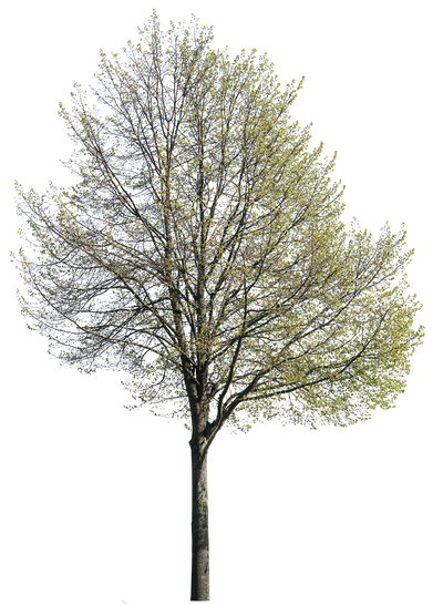 Tilia Cordata L01 – Cutout