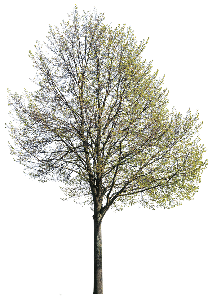 Tilia cordata l01 – Cutout|trees