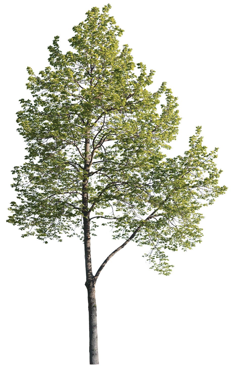 Tilia cordata l04 – Cutout|trees