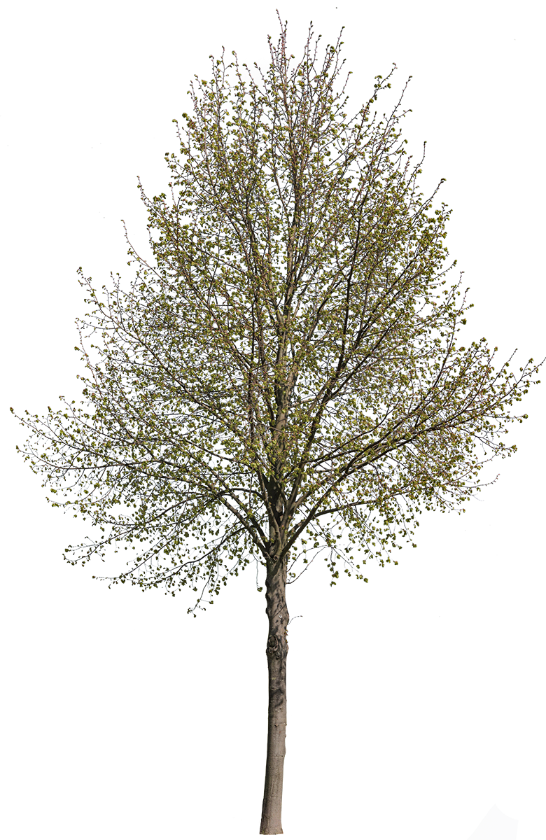 Tilia cordata m12 – Cutout|trees