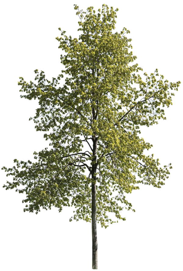 Tilia cordata m01 – Cutout|trees