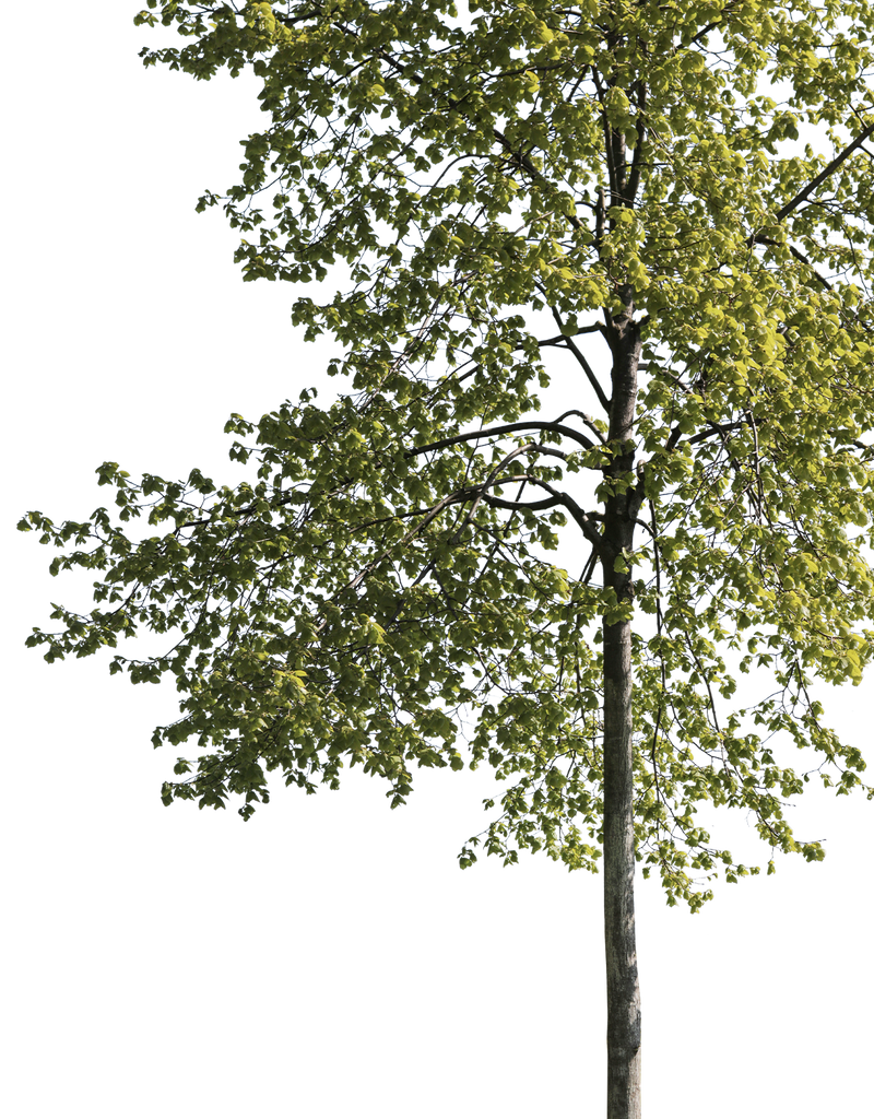 Tilia cordata m01 – Cutout|trees