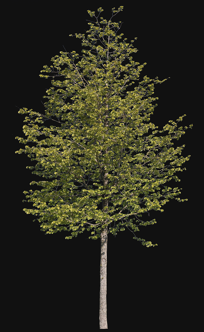 Tilia platyphyllos S01