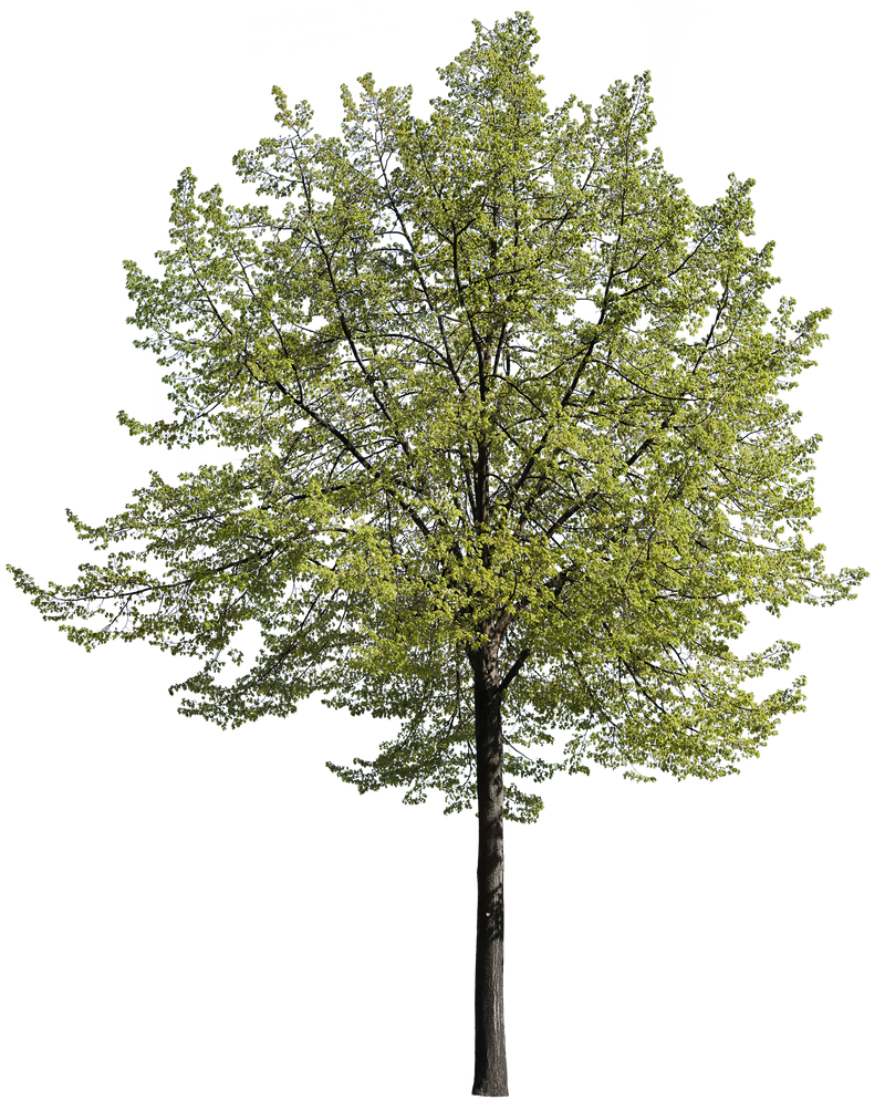 Tilia tomentosa l02 – Cutout|trees