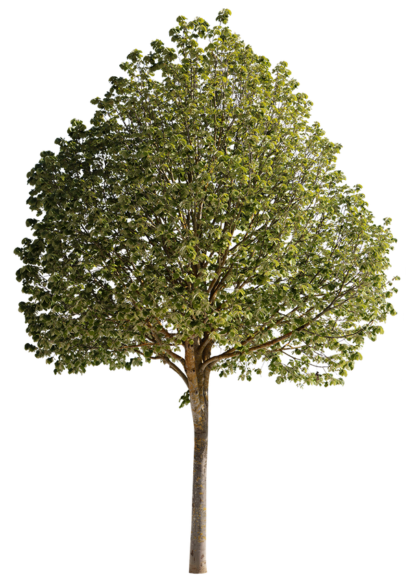 Tilia tomentosa m01 – Cutout|trees